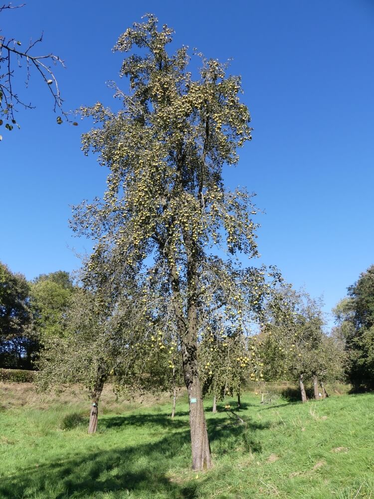 userfiles/produit/5540/arbre_var_109_de champagne.jpg